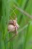 Nursery Web Spider with egg case