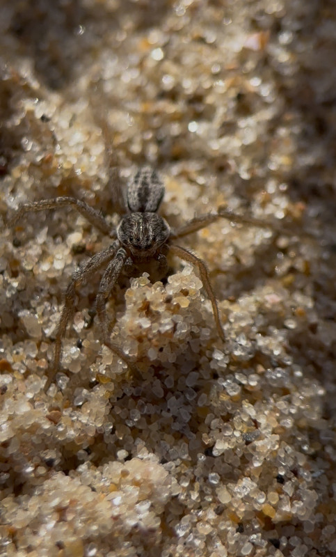 Thanatus Striatus on Brancaster Beach Copyright: Ashton Bell