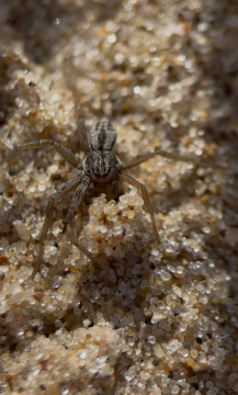 Thanatus Striatus on Brancaster Beach Copyright: Ashton Bell