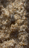 Thanatus Striatus on Brancaster Beach 