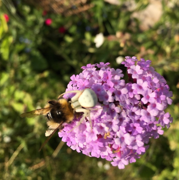 Spider on verbena with bumblebee Copyright: Rose Perkins