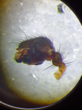 Neriene radiata pedipalp Copyright: Vicky Gilson