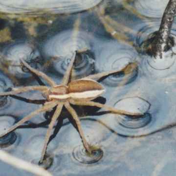 1 of 3 Raft Spiders in water filled wheel rut 7-8-2002 Copyright: Roy Fussell