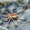 1 of 3 Raft Spiders in water filled wheel rut 7-8-2002