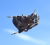 Araneus angulatus 2