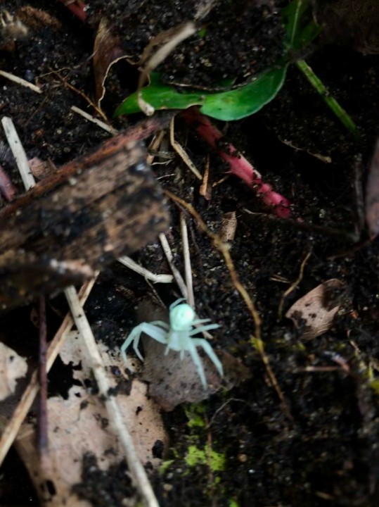 Thomisidae in leaf litter Copyright: 