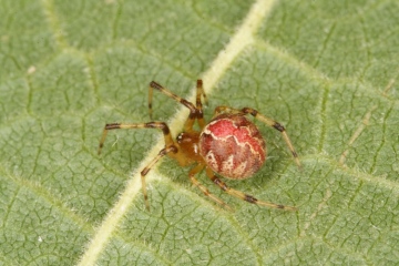 Theridion pinastri Copyright: Peter Harvey