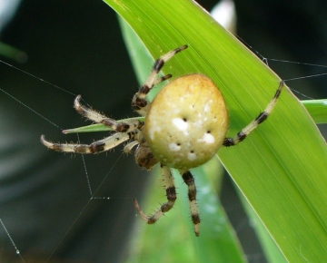 Araneus quadratus colour variant Copyright: David Hubble