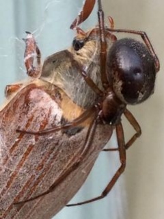 Steatoda nobilis wrapping may bug-2 Copyright: Linda Hayes