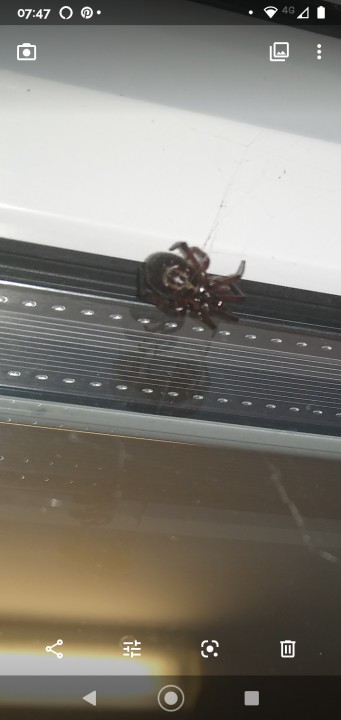 Spider on windowsill Copyright: Abby-Jane Herbert