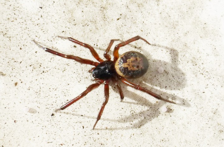 identification of spider Copyright: Michael Pennington