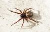 identification of spider