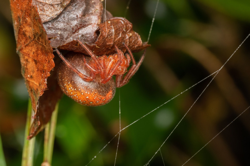 Strawberry Spider Copyright: James Chisnall