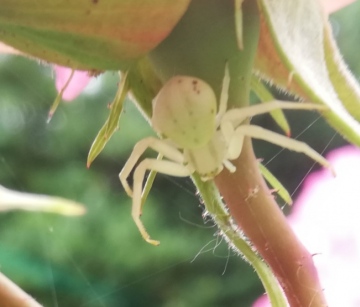 Rosie...Female Crab Spider Copyright: Rev Vince Napper