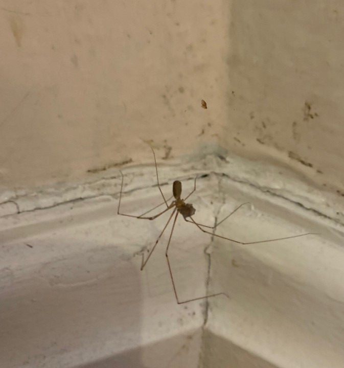 Spider in bedroom Copyright: Lorna Smithers