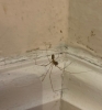 Spider in bedroom