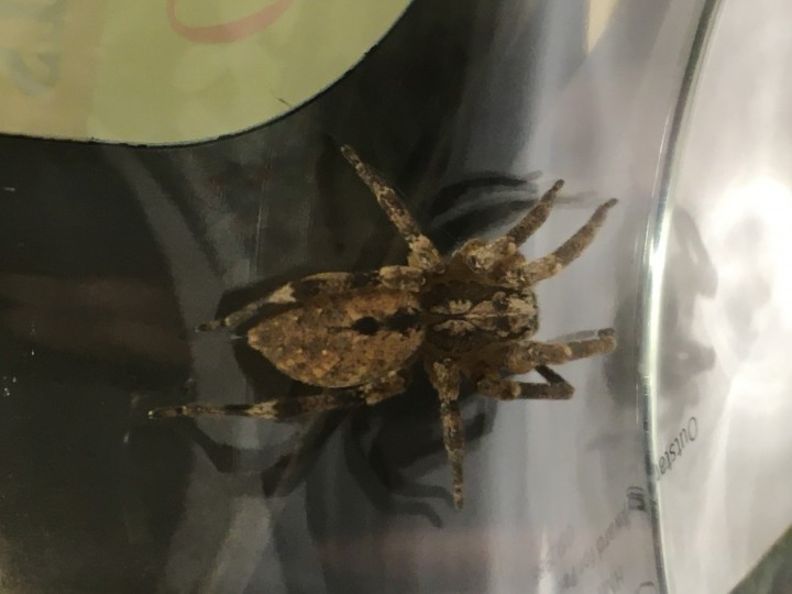 false wolf spider (Wolfy). West London Copyright: L Bright