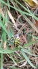Wasp Spider Wootton Bridge IW