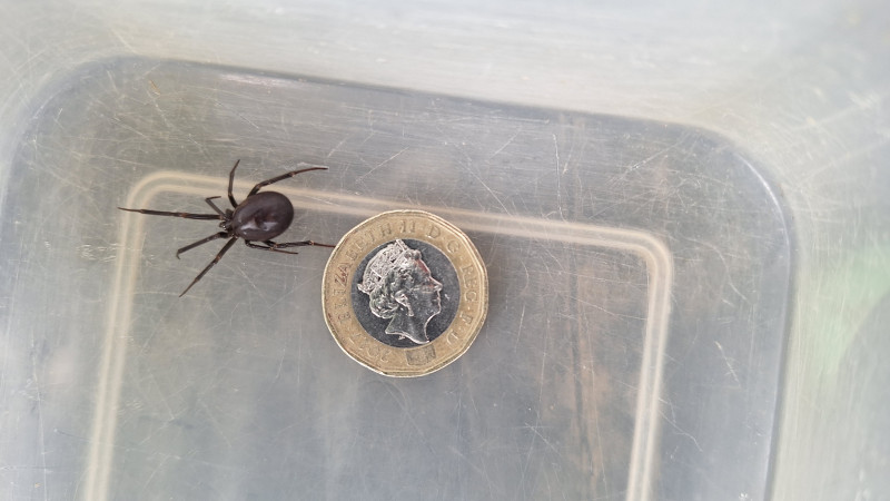 False Widow in North West England Copyright: Michael Owen