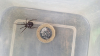 False Widow in North West England