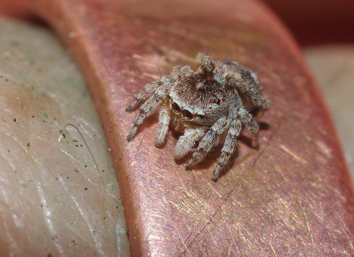 Attulus saltator female on ring Copyright: Michael Waite