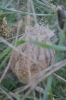 Argiope bruennichi eggsac