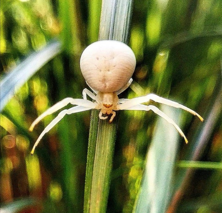 White Female Crab Spider Copyright: Ellie Russell
