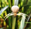 White Female Crab Spider 