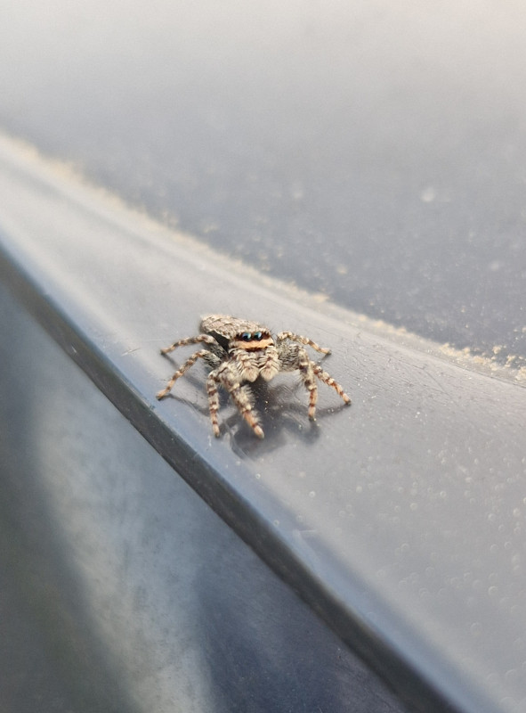 Marpissa Muscosa Female - Fencepost jumping spider Copyright: Lucia Oakes