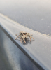 Marpissa Muscosa Female - Fencepost jumping spider