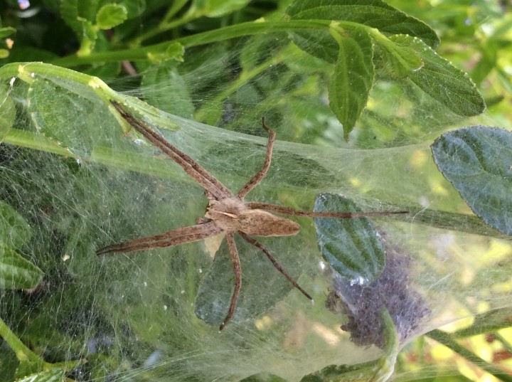 Nursery Web Spider and nest Copyright: Sue Jones