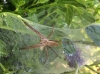 Nursery Web Spider and nest 