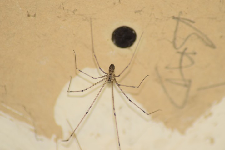 Marbled cellar spider Copyright: Al Pashby