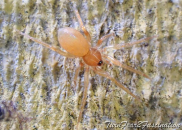 Oonops pulcher (F) Copyright: Tone Killick