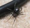Steatoda grossa - South Wales