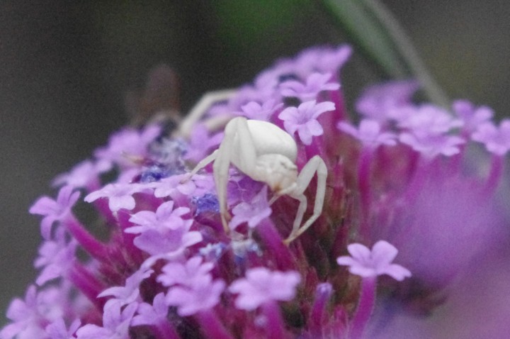 little white spider (1) Copyright: Dorothy LucyAnn Curling