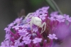 little white spider (1)