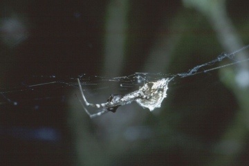 Uloborus walckenaerius Copyright: Peter Harvey