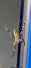 Female wasp spider