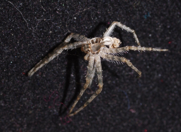 Philodromus magaritatus exuvium MW Copyright: Michael Waite