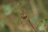 Araneus diadematus Swinley Park