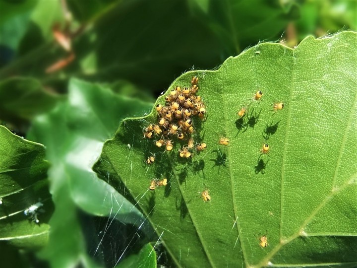 Newly hatched araneid spiderlings Copyright: Bob Hall