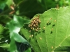 Newly hatched araneid spiderlings