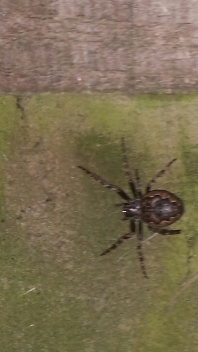 Walnut Orb-Weaver Spider on back garden fence Copyright: Craig Maclachlan
