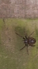 Walnut Orb-Weaver Spider on back garden fence