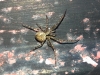 Unidentified Spider - query Metellina