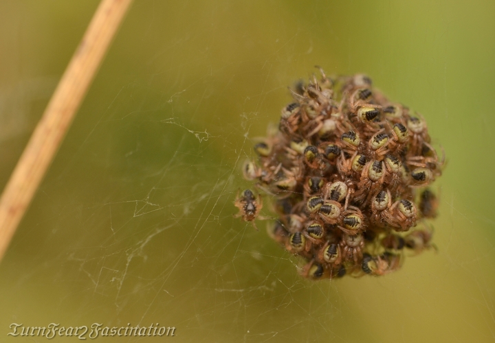 Agalenatea redii spiderling ball Copyright: Tone Killick