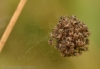 Agalenatea redii spiderling ball
