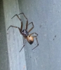 False Widow Spider in Man Cave