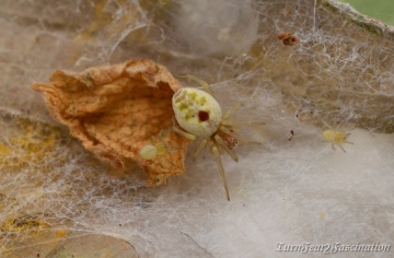 N.puella with young and sacs Copyright: Tone Killick